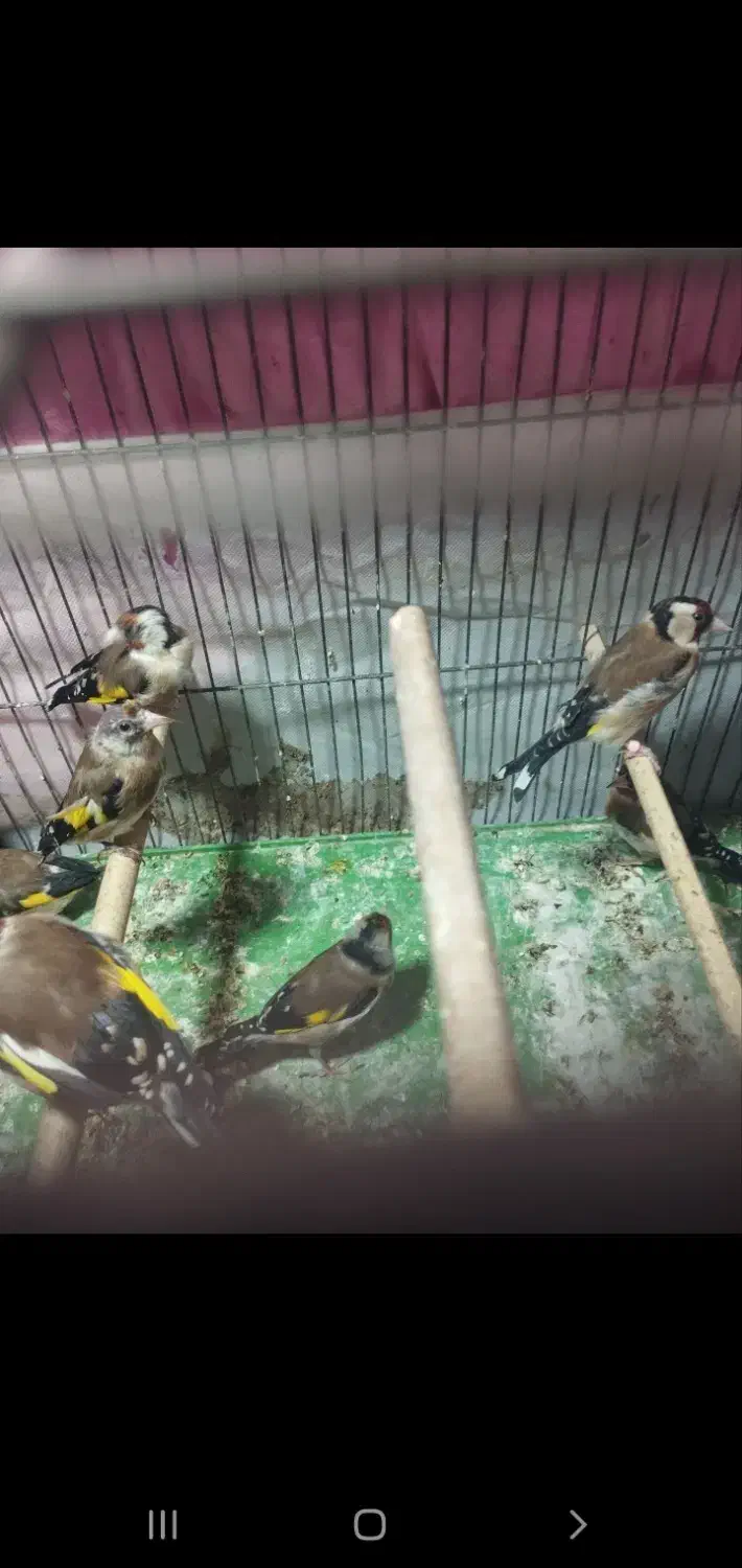 جوجه سهره|پرنده|بندرعباس, |دیوار