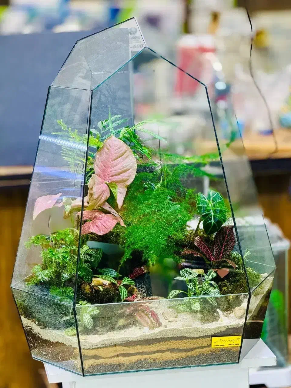 تراریوم،گل،روز مادر،هدیه|گل و گیاه طبیعی|قهدریجان, |دیوار