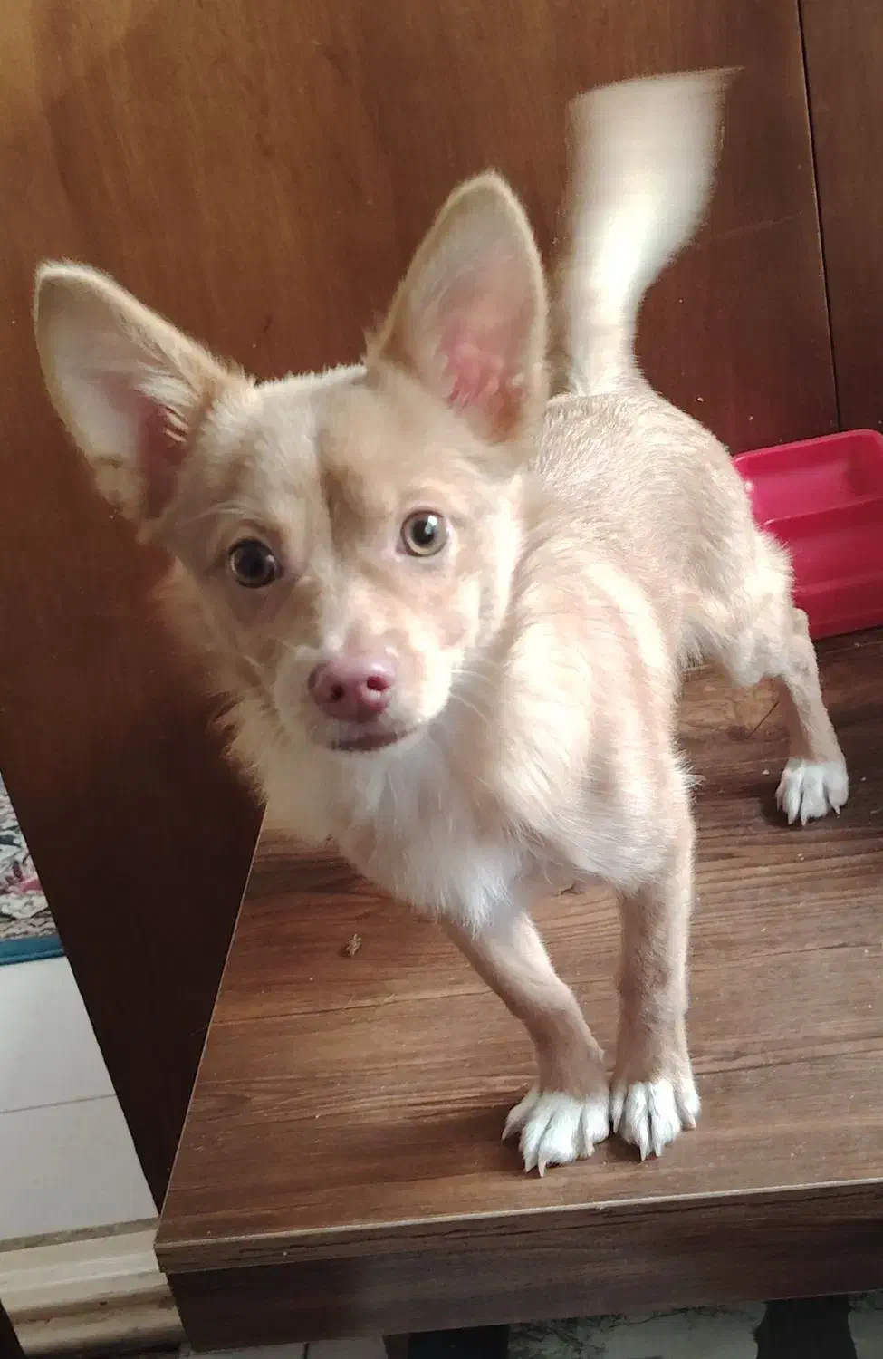 اشپیتز روباهی|سگ|قدس, شهرک فرزان|دیوار