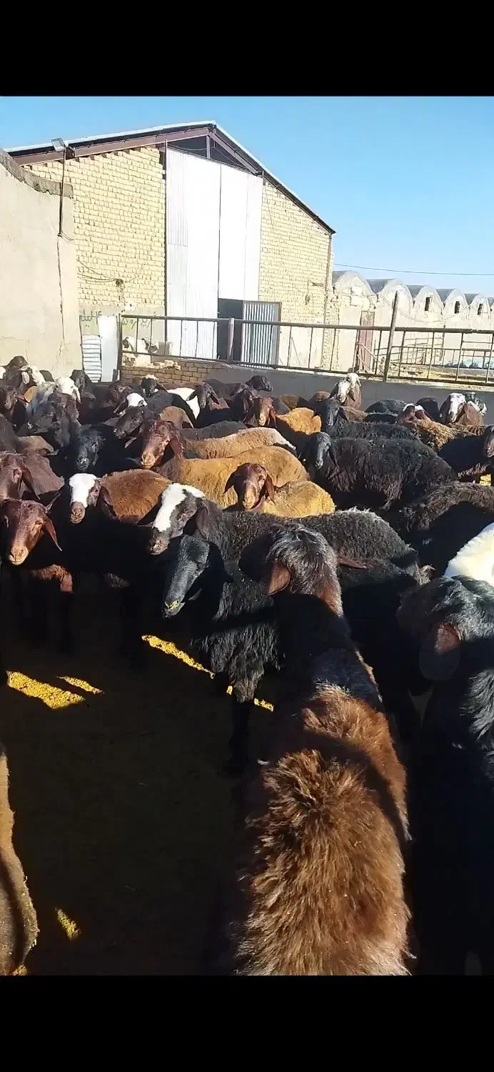 بره نر درجه یک جفتی 110کیلو|حیوانات مزرعه|خنجین, |دیوار