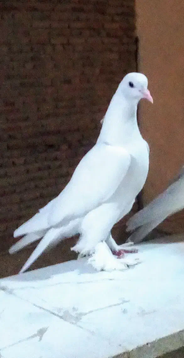 گمشده|حیوانات|تبریز, |دیوار