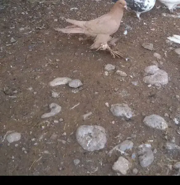 ساری لوتی|حیوانات|مرند, |دیوار