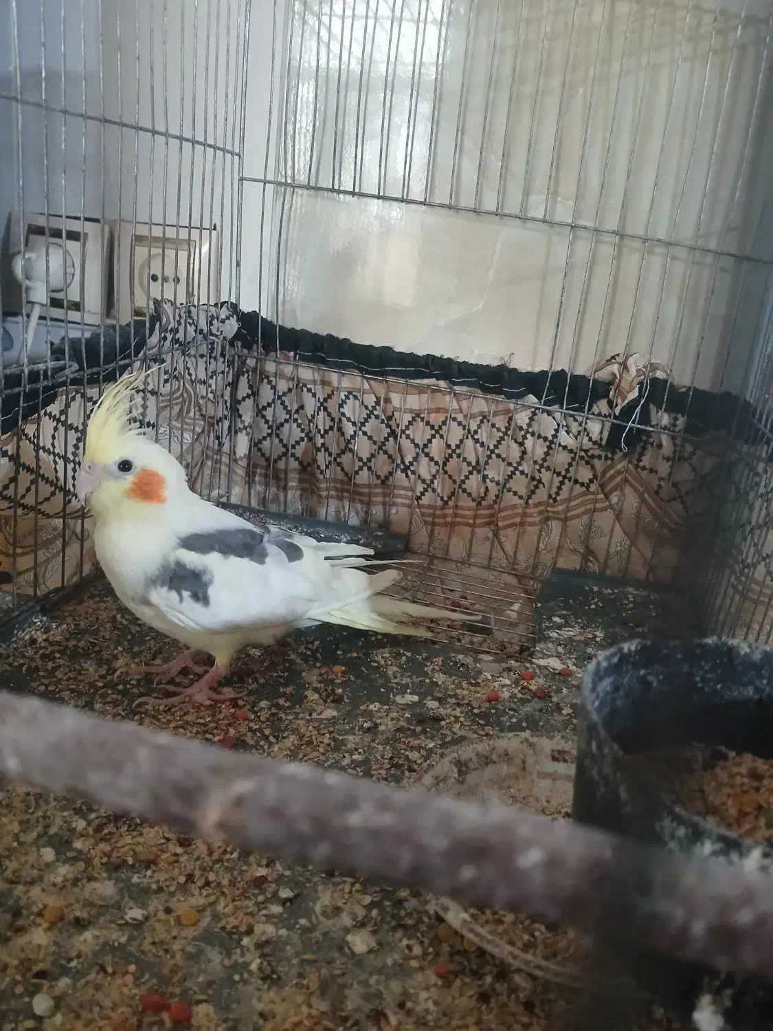 عروس هلندی|پرنده|دشتابی, |دیوار