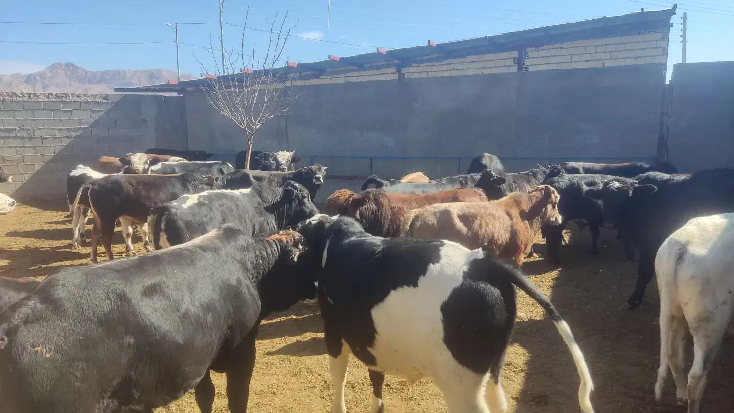 ۲۰ راس گوساله نر چاق سرکدار کوهبنان|حیوانات مزرعه|کوهبنان, |دیوار