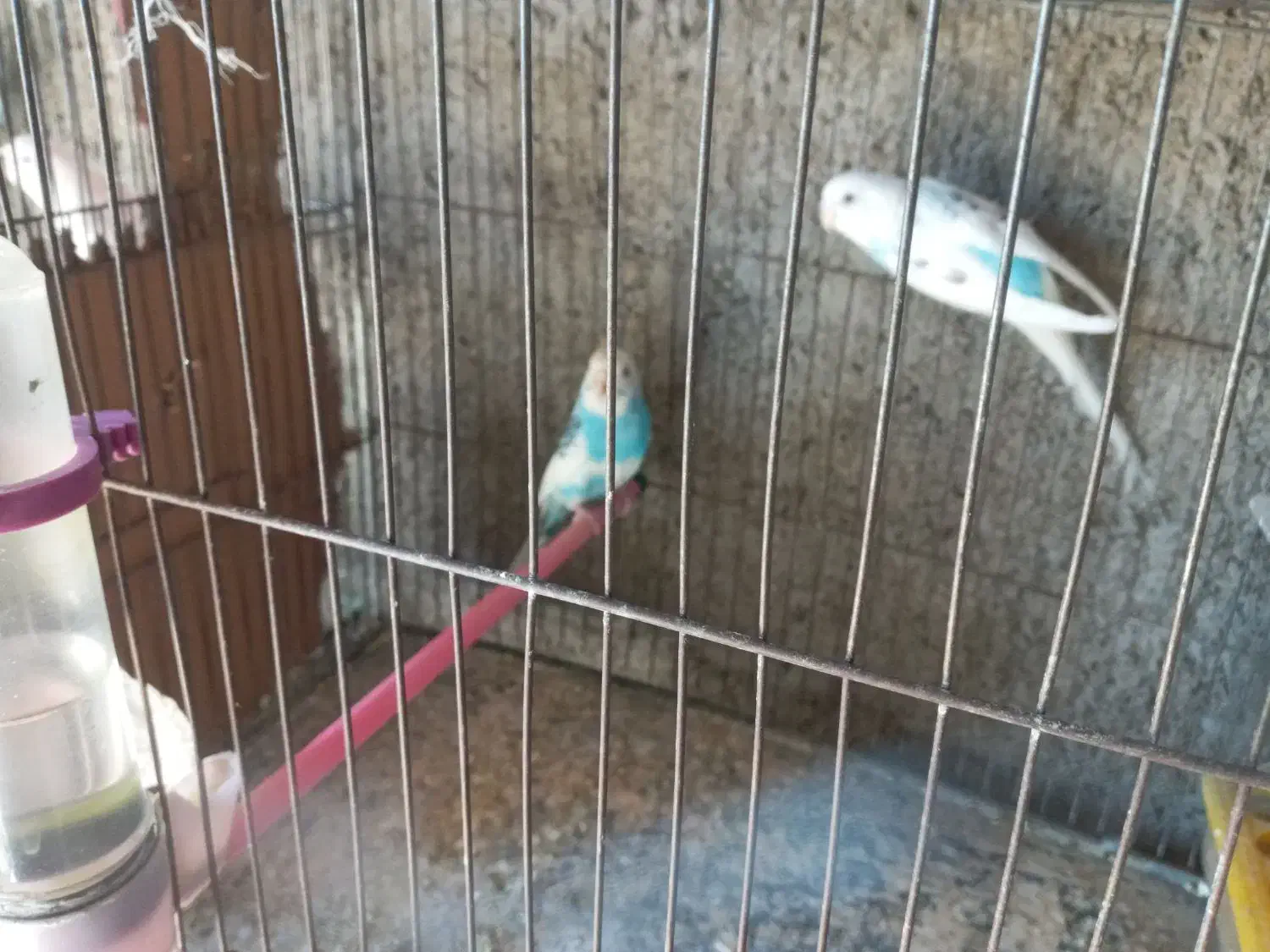 مرغ عشق|پرنده|آبدانان, |دیوار