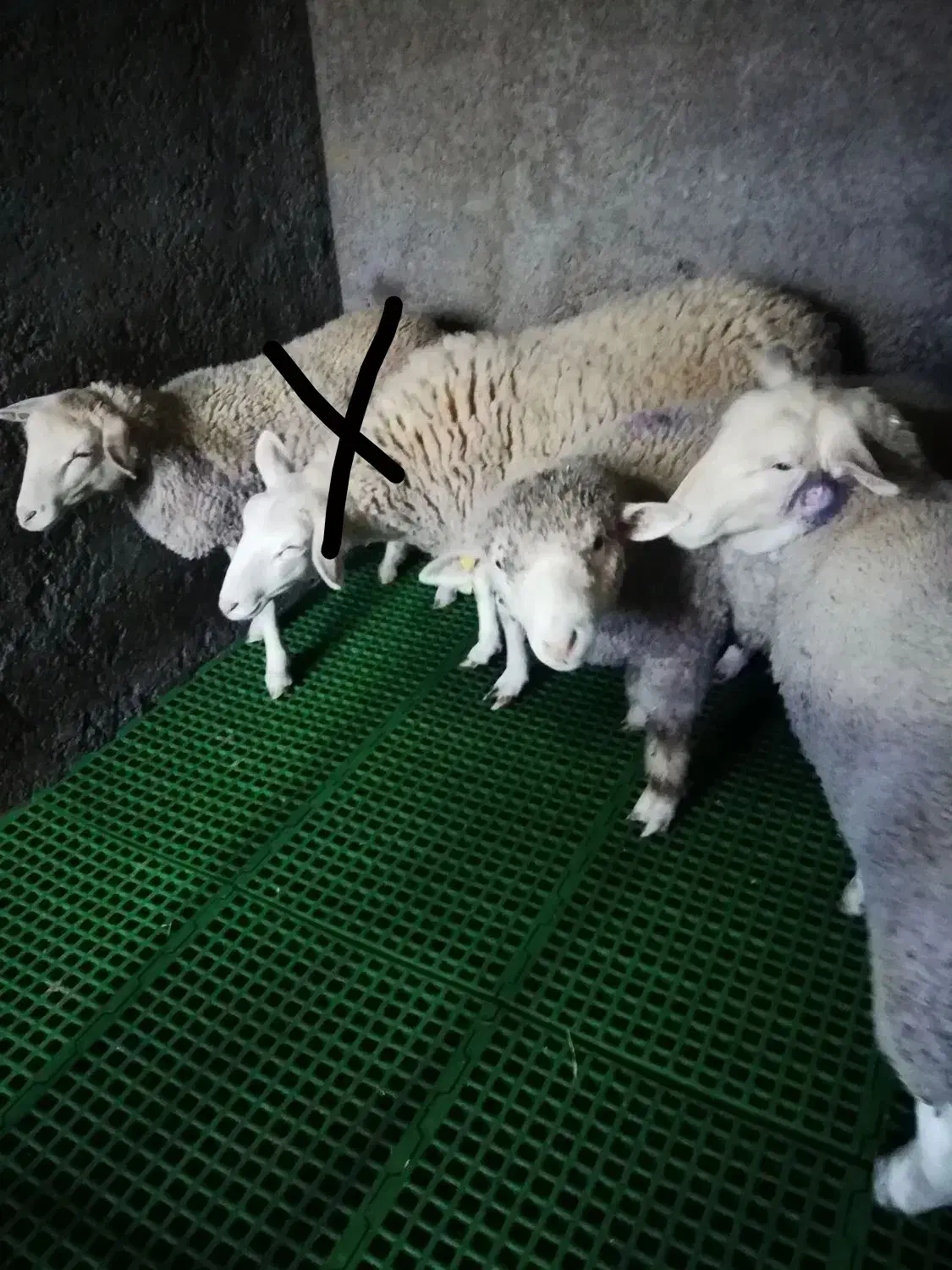 بره  ایلدوفرانس اصل|حیوانات مزرعه|کاشان, لتحر|دیوار