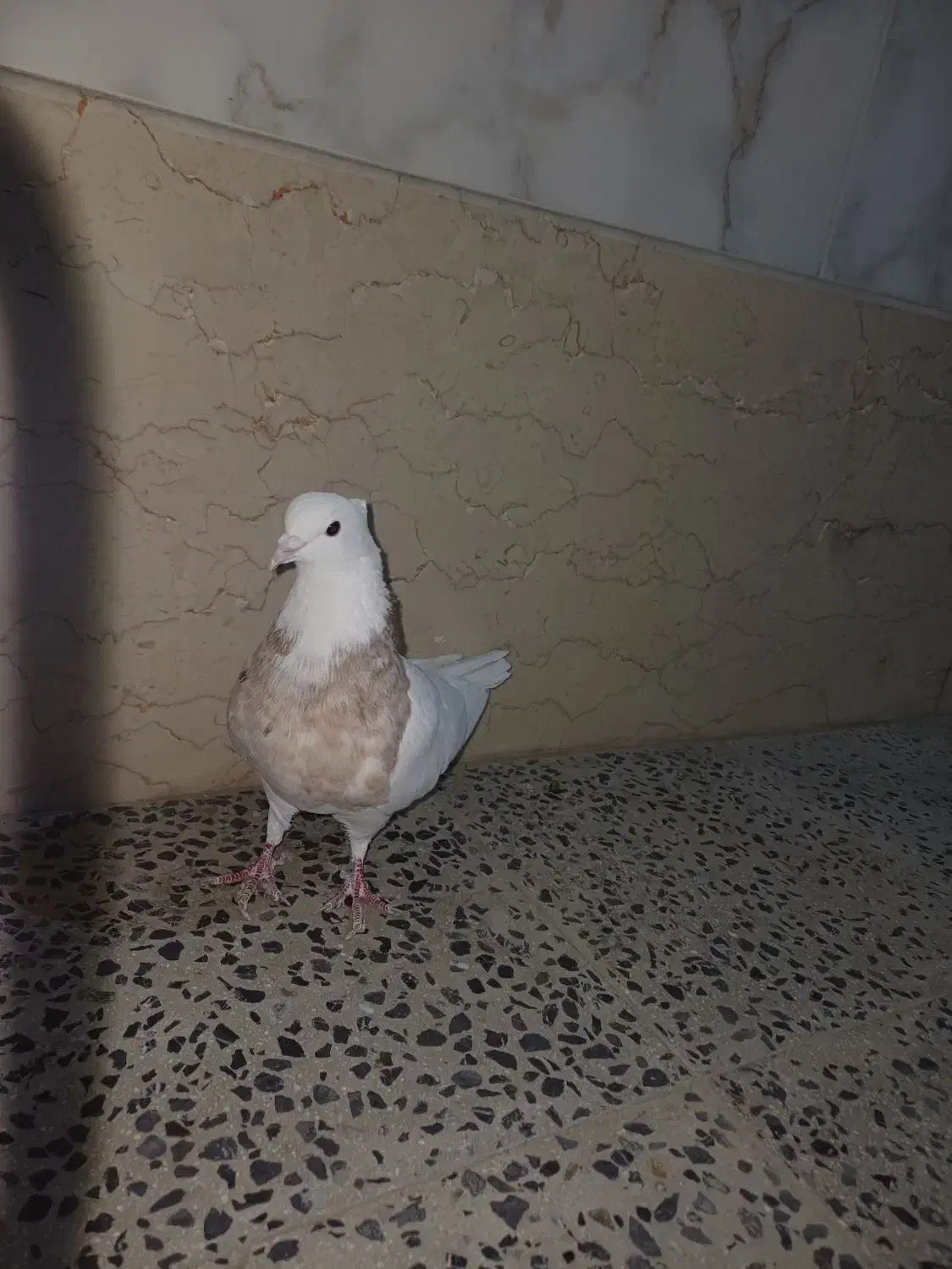 طوقی و زاغ|پرنده|شهرکرد, |دیوار