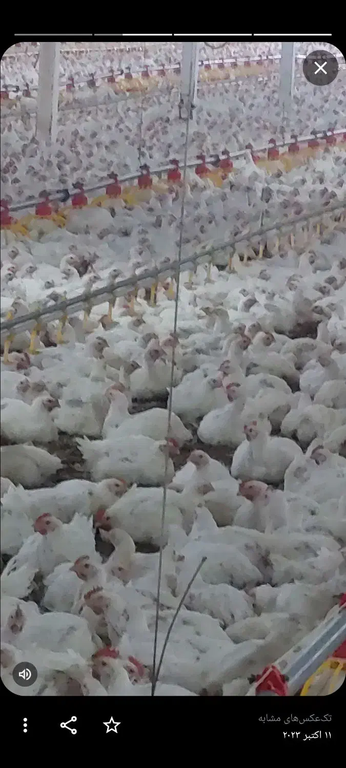 کارگر  مرغداری  خانواده  ویا مجرد دو نفر|استخدام صنعتی، فنی، مهندسی|شوط, |دیوار