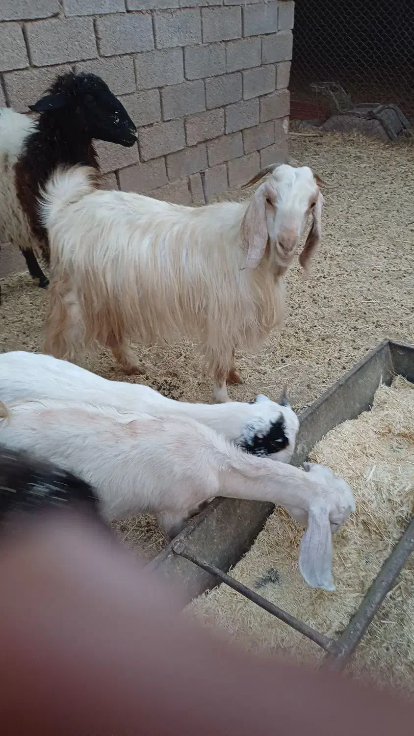 بز ماده|حیوانات مزرعه|رامشیر, |دیوار