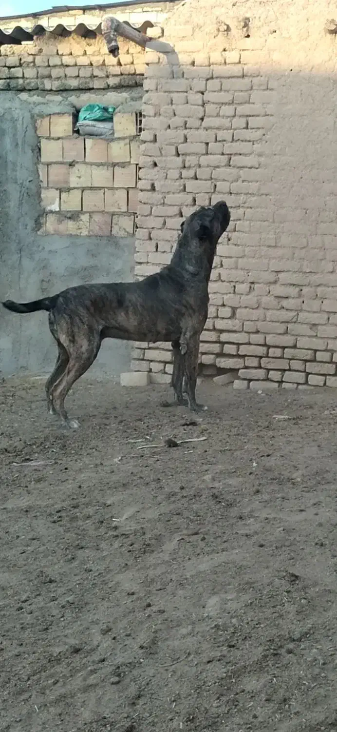 خراسانیگلهایونگهبان|سگ|بوئین زهرا, |دیوار