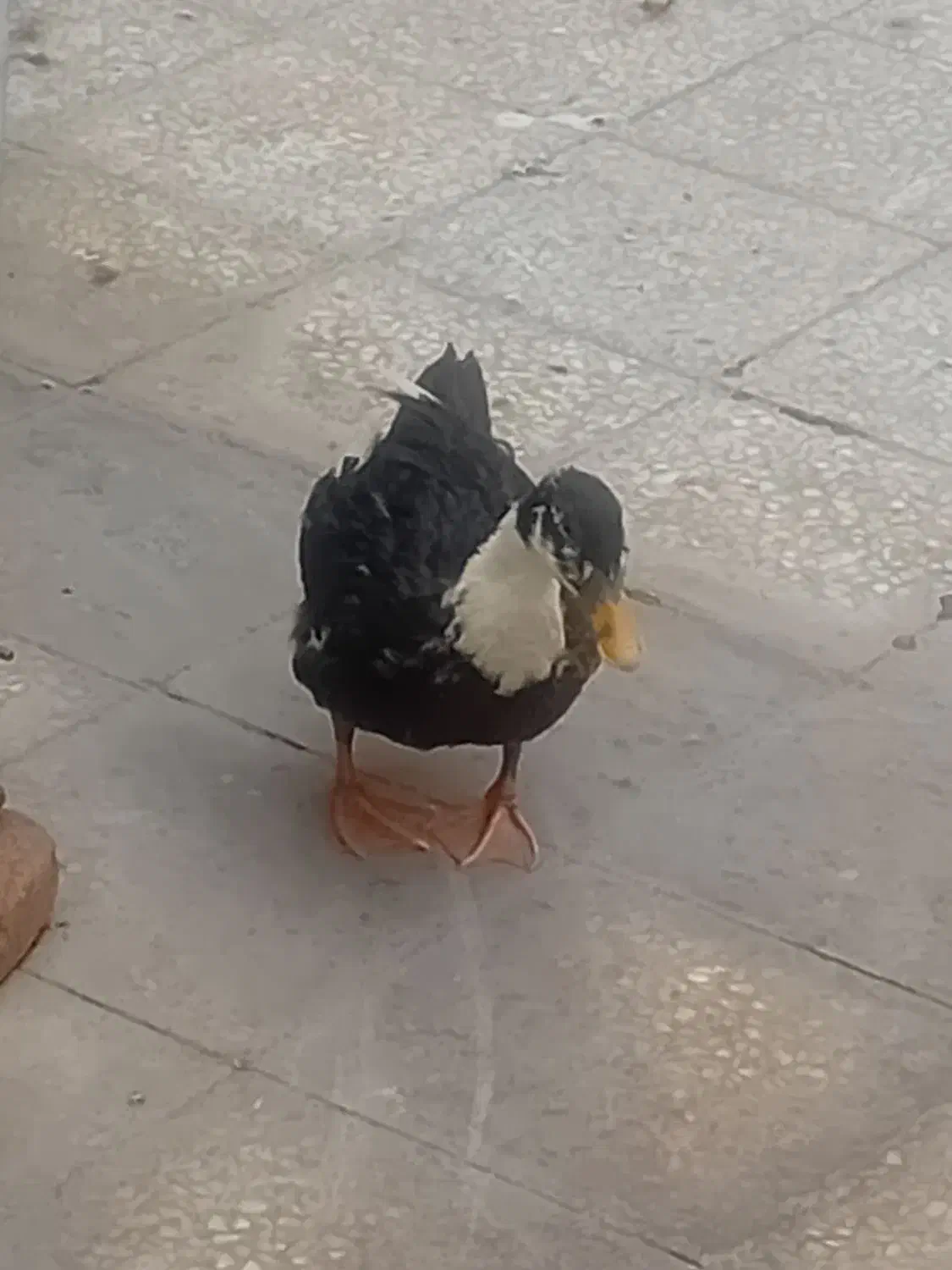 اردک|پرنده|تهران, خانی آباد نو جنوبی|دیوار