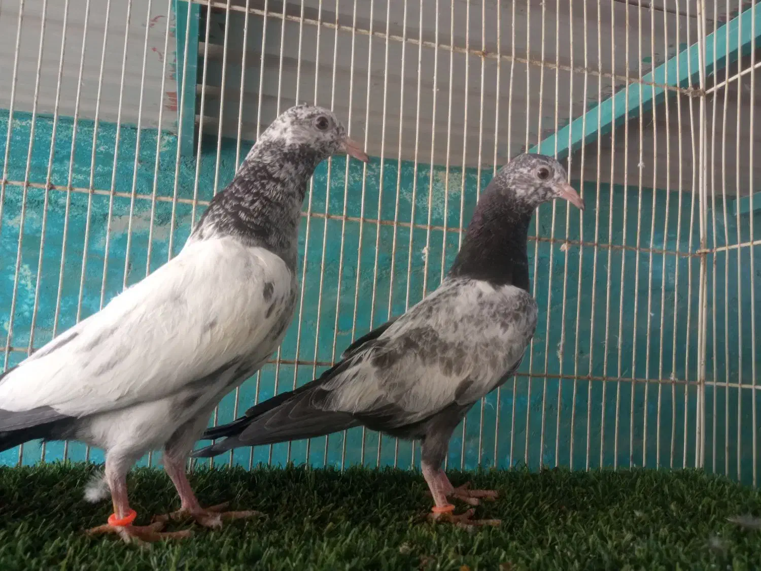 پاکستانی عالی و درجه یک|پرنده|بندرعباس, |دیوار