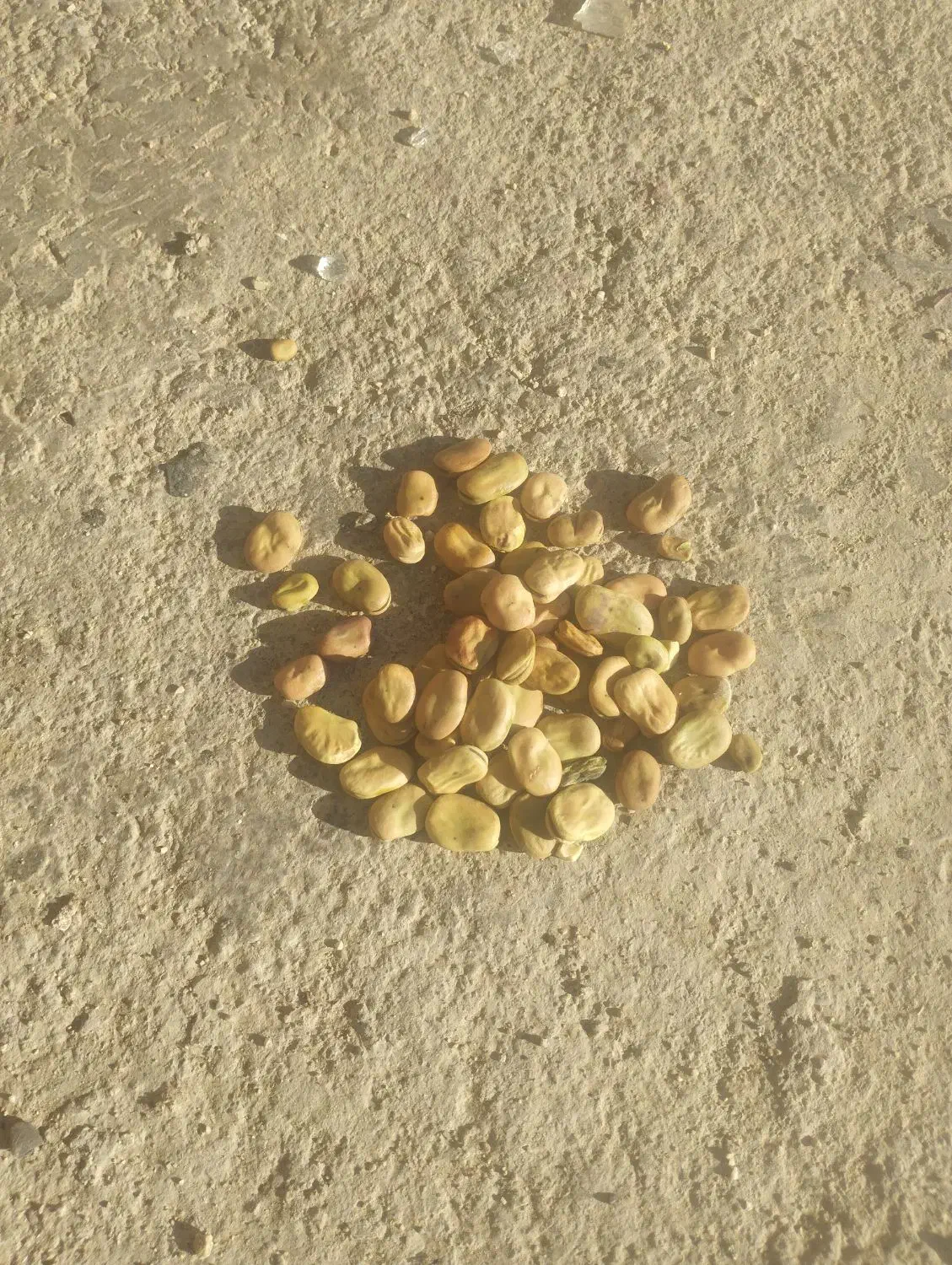 گندم آبی باقله شاخ بزی|خدمات باغبانی و درختکاری|بروجرد, |دیوار