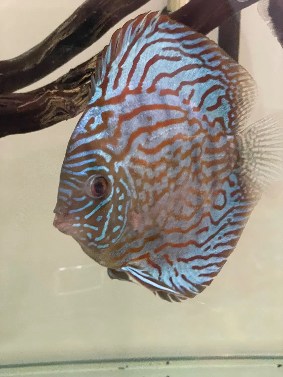 ماهی دیسکس|ماهی|مشهد, حجاب (شهرک غرب)|دیوار