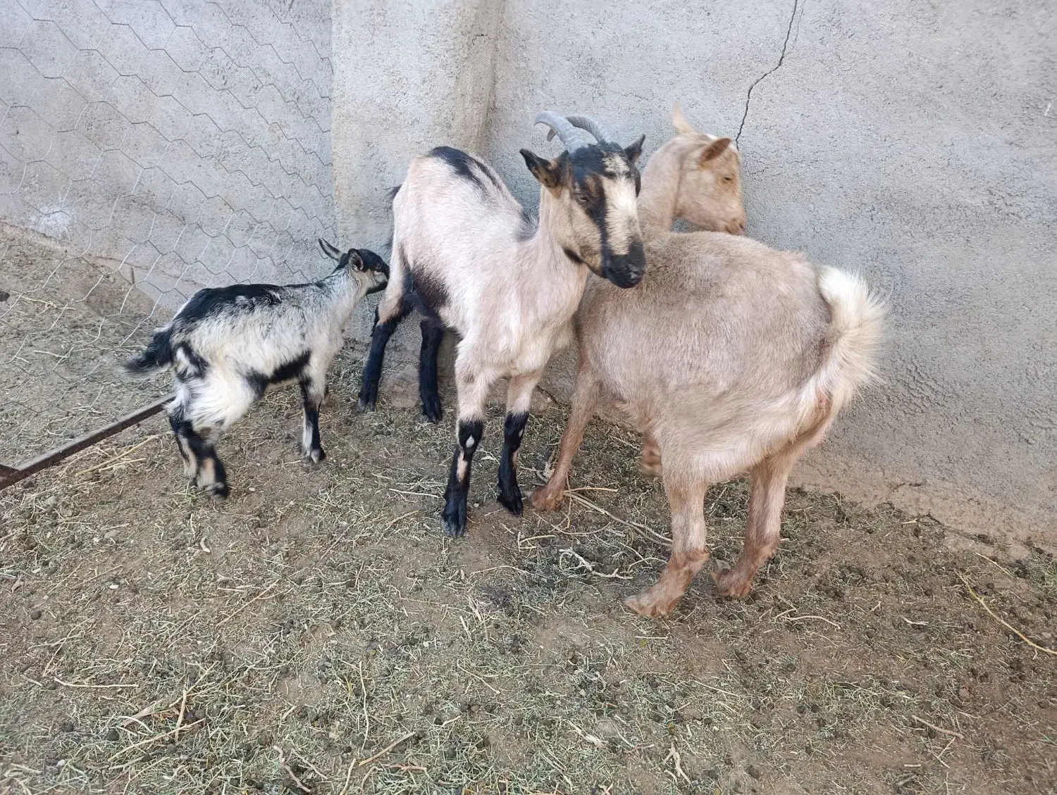 بزسانن وآلپاین|حیوانات مزرعه|آیسک, |دیوار