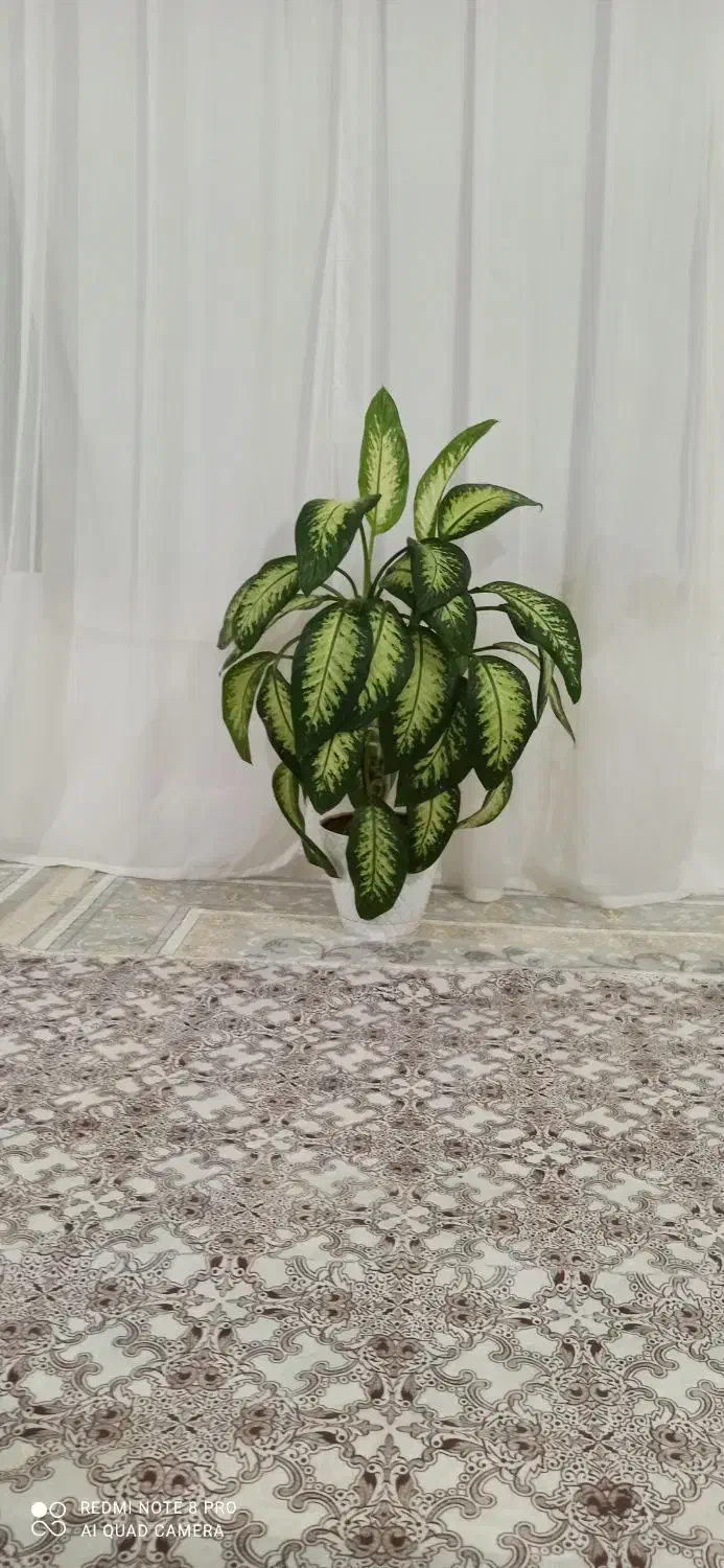 فروشگل|گل و گیاه طبیعی|سقز, |دیوار