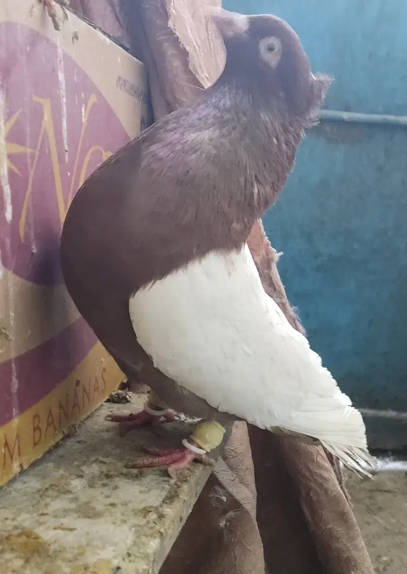 کفتر پرشی|پرنده|راز وجرگلان, |دیوار