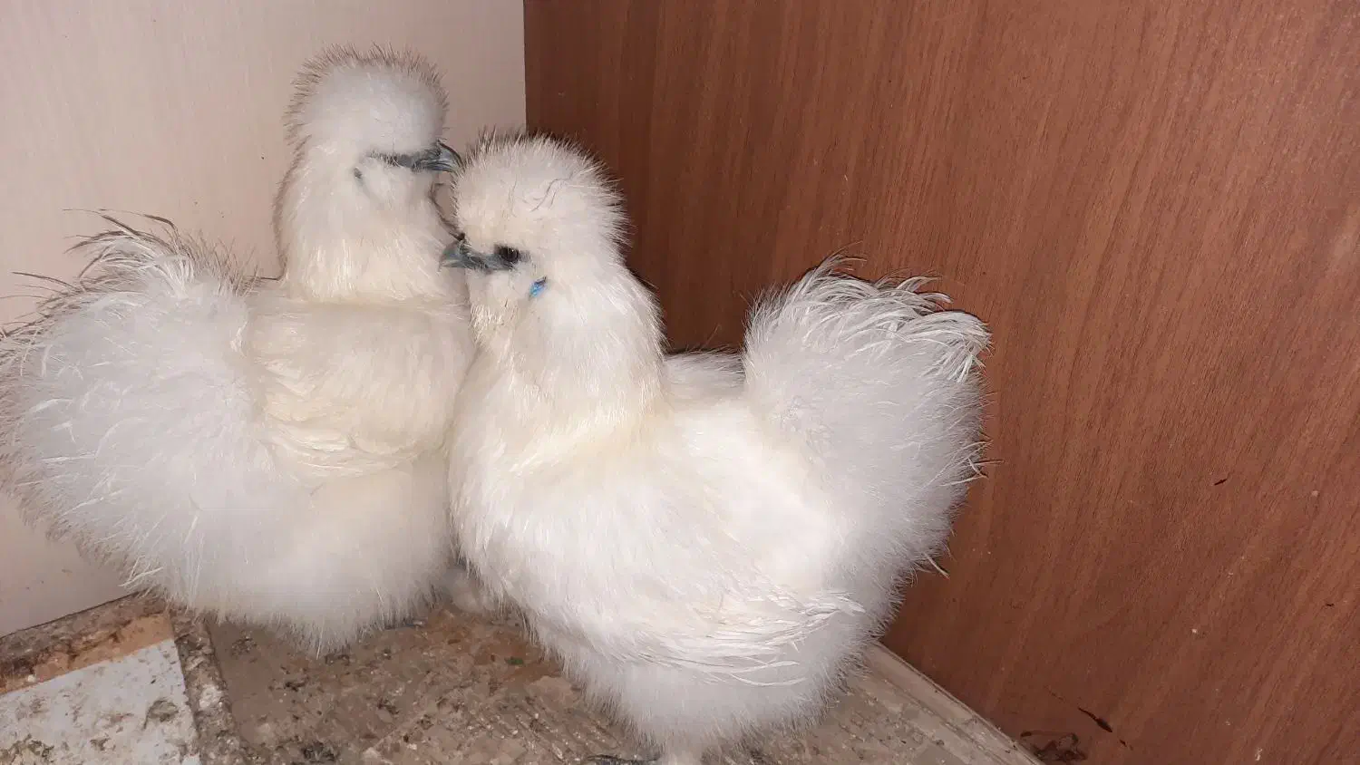 دوعدد مرغ ابریشمی|حیوانات مزرعه|رشت, تازه آباد|دیوار