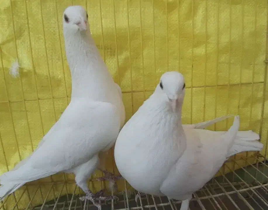 کبوتر یاهو سفید|پرنده|اصفهان, جویباره|دیوار