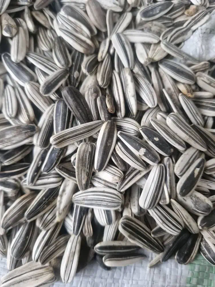 فروش تخمه آفتابگردان|عمدهفروشی|دینور, |دیوار