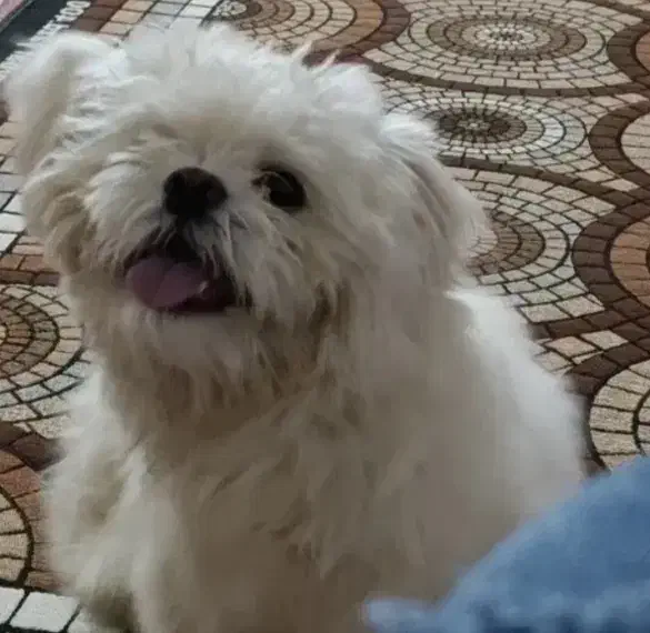 پت .|سگ|شوشتر, |دیوار