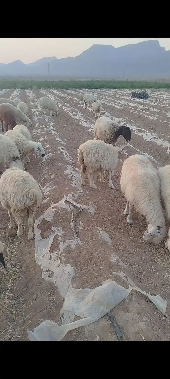 سلام 20جفت میش جفتی 30|حیوانات مزرعه|شهرضا, |دیوار