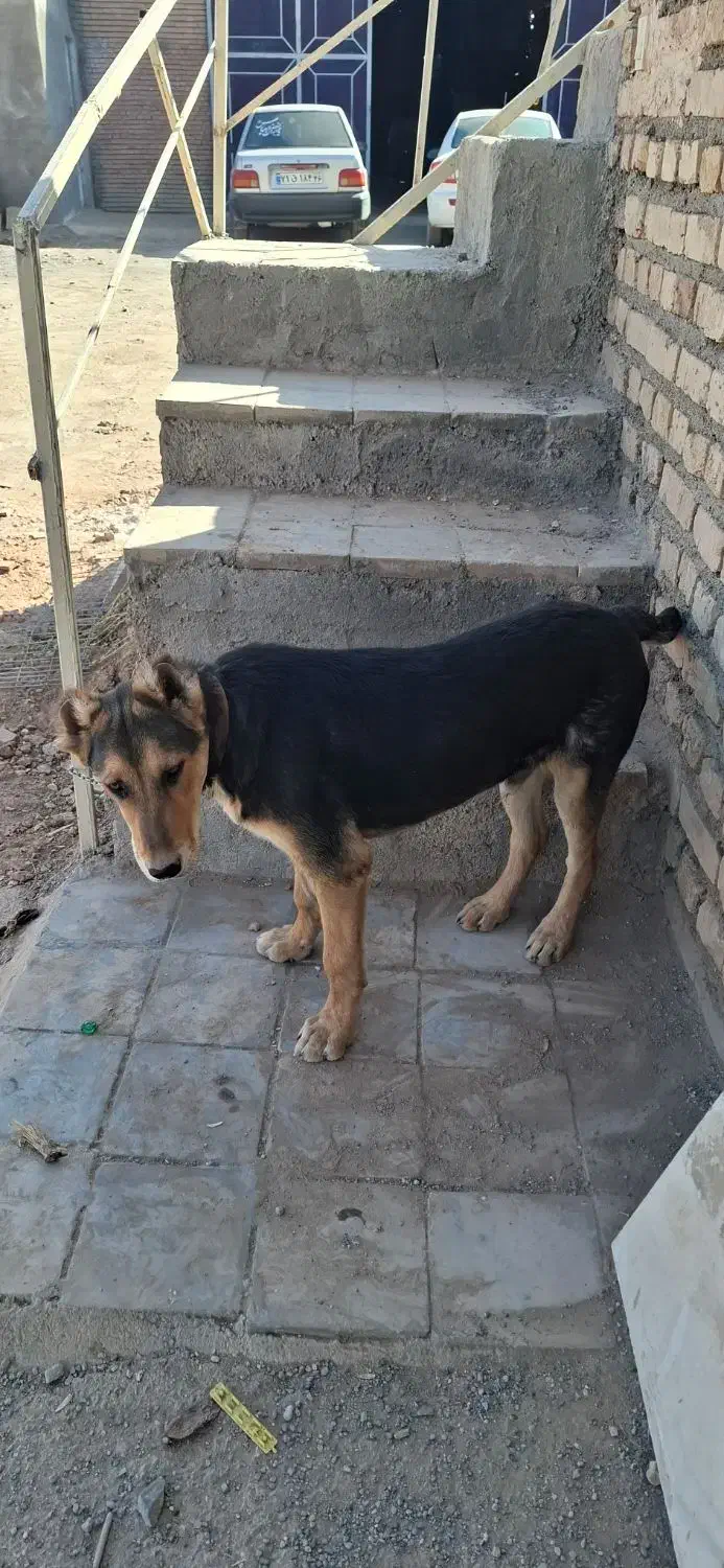 واگذاری سگ|سگ|خلیل آباد, |دیوار