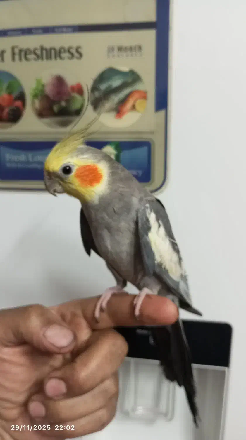 عروس هلندی نر|پرنده|مشهد, شهرک شهید باهنر|دیوار