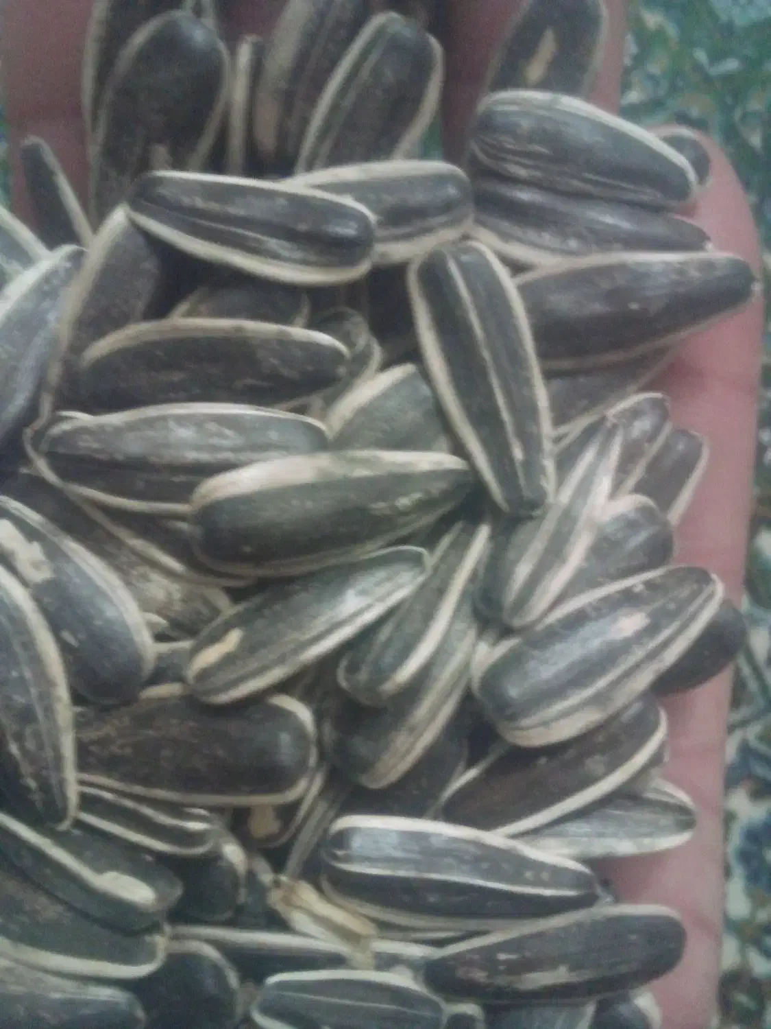 تخمه خوی و کردو کاغذی|خوردنی و آشامیدنی|دشتابی, |دیوار