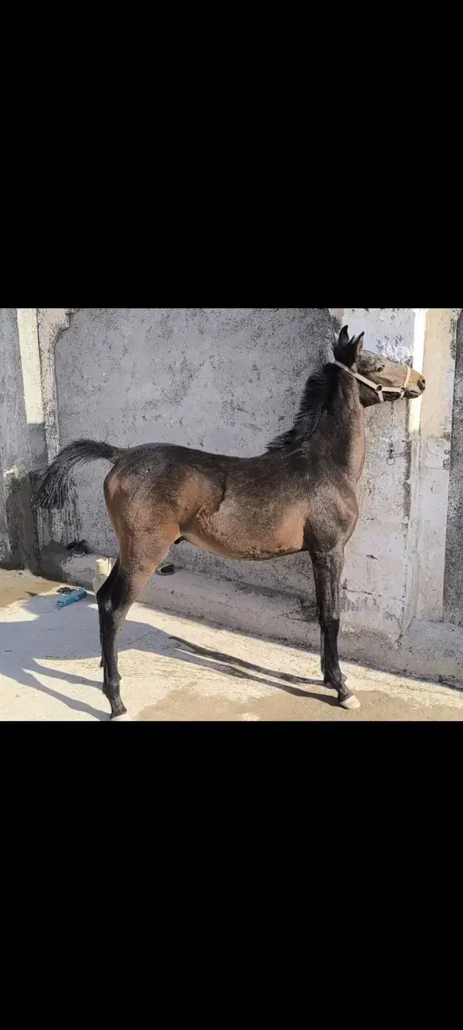 کره نر نوه سام|اسب و تجهیزات اسب‌سواری|حبیب آباد, |دیوار