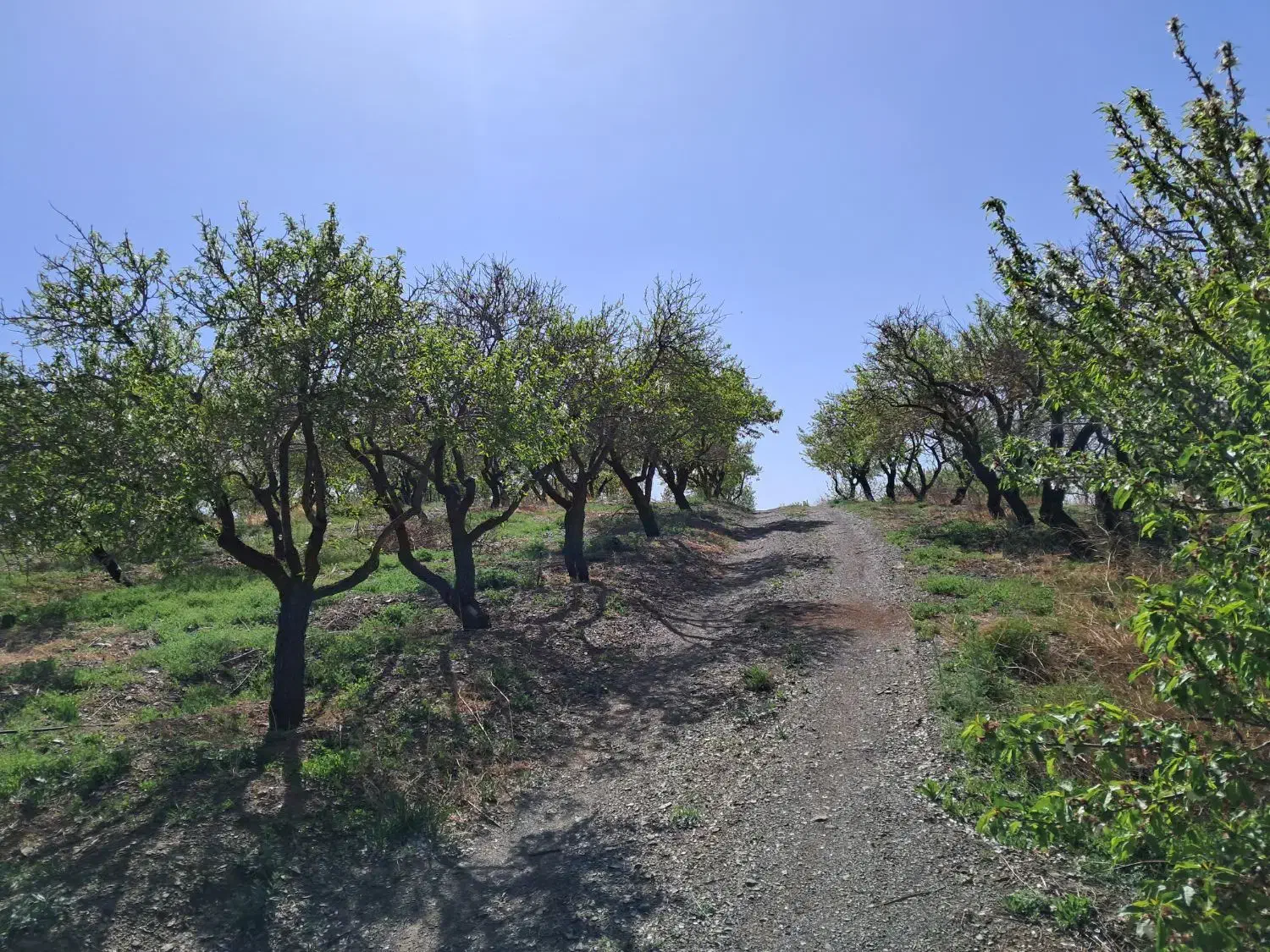 باغ بادام مامائی|فروش دفتر صنعتی، کشاورزی، تجاری|زاینده رود, |دیوار