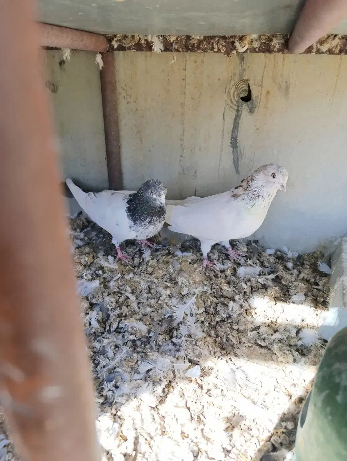 دوتا نر|پرنده|داران, |دیوار