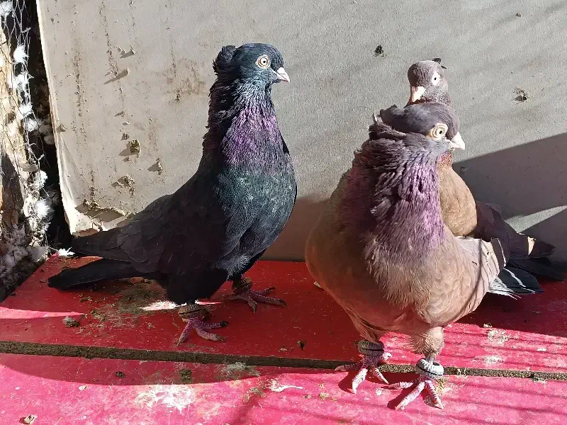 کبوتر سرخ زاغ|پرنده|زیباشهر, |دیوار