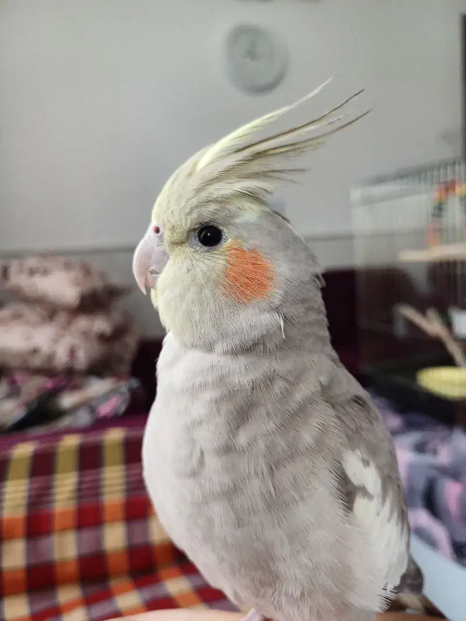 عروس هلندی جفت|پرنده|لاهیجان, لیالستان|دیوار