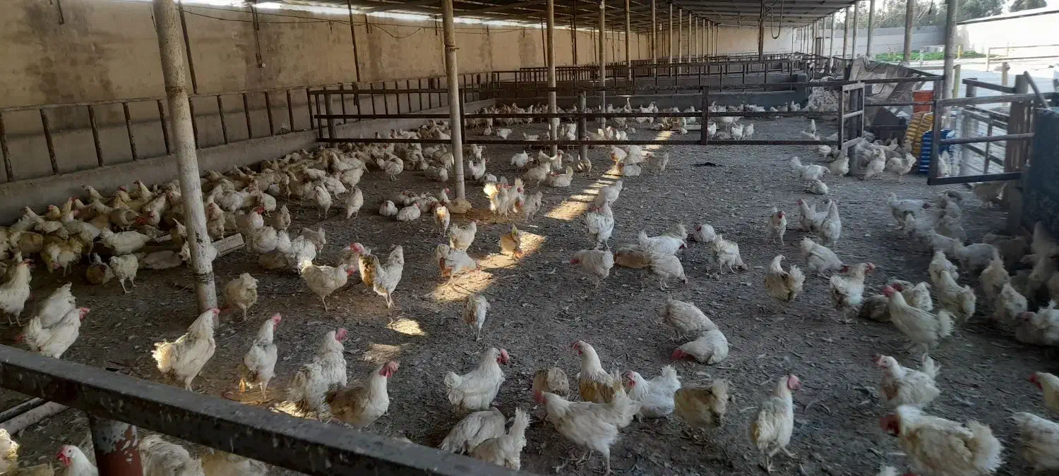 مزغ‌اراک‌|حیوانات مزرعه|اهواز, حصیرآباد|دیوار