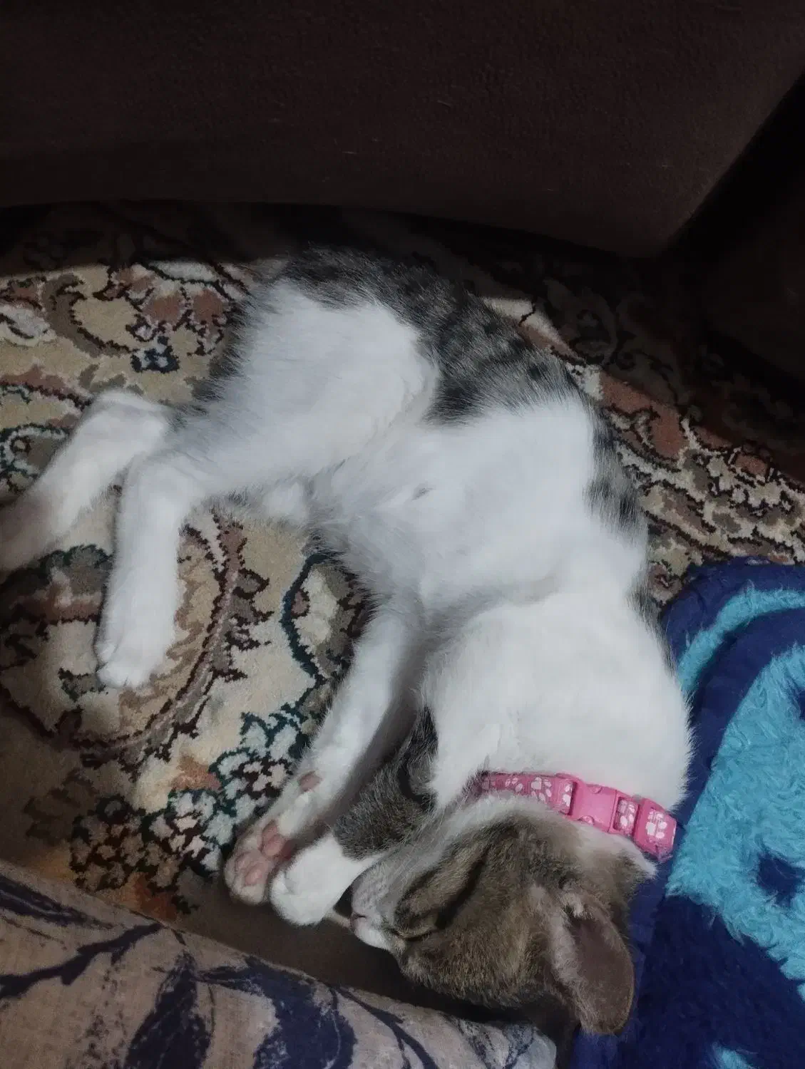 گربه|گربه|کرمان, |دیوار