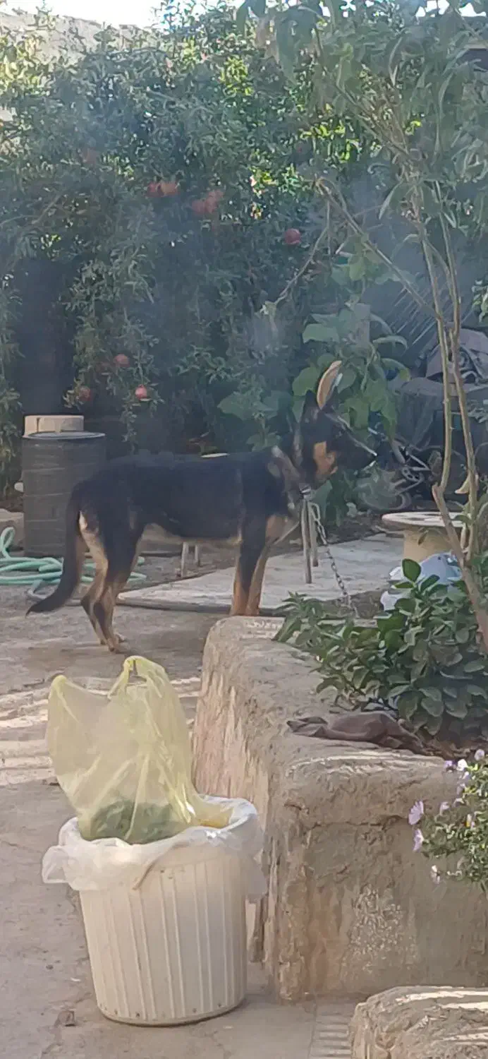 ژرمن|سگ|سبزوار, خسروجرد|دیوار