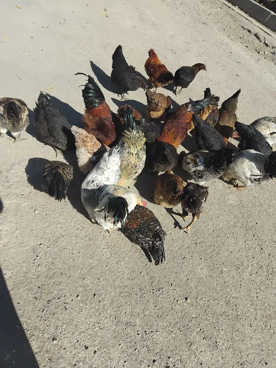 مرغ و خروس|حیوانات مزرعه|انگوران, |دیوار