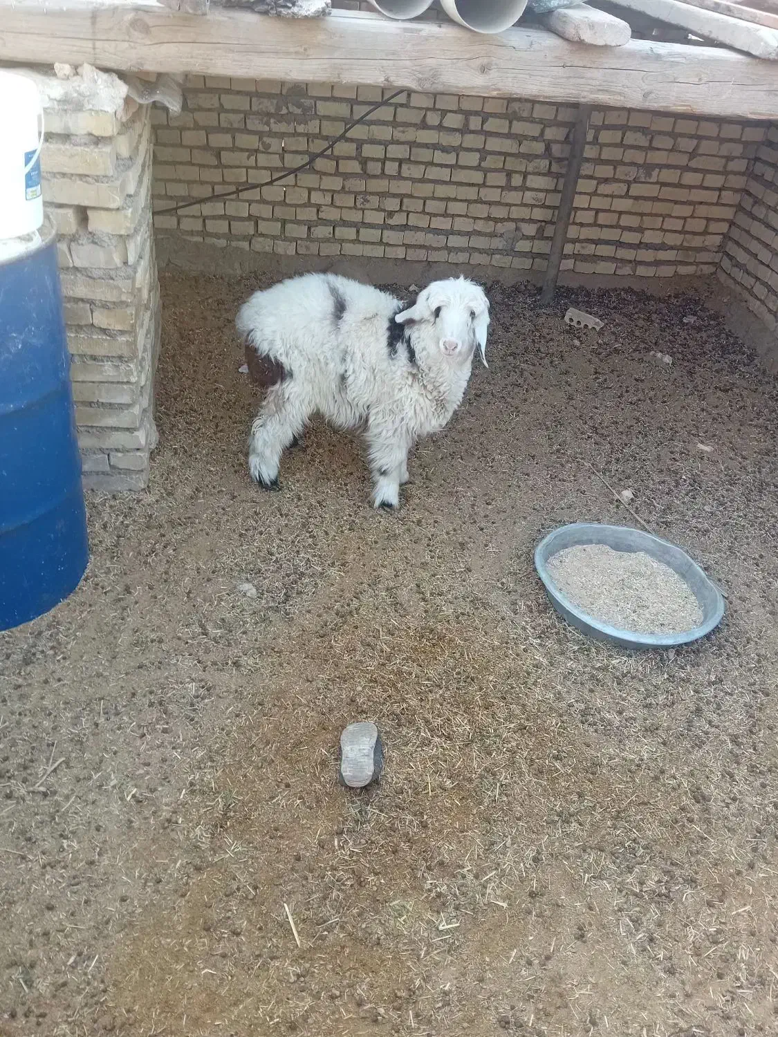 بره ترکی|حیوانات مزرعه|باوی, |دیوار