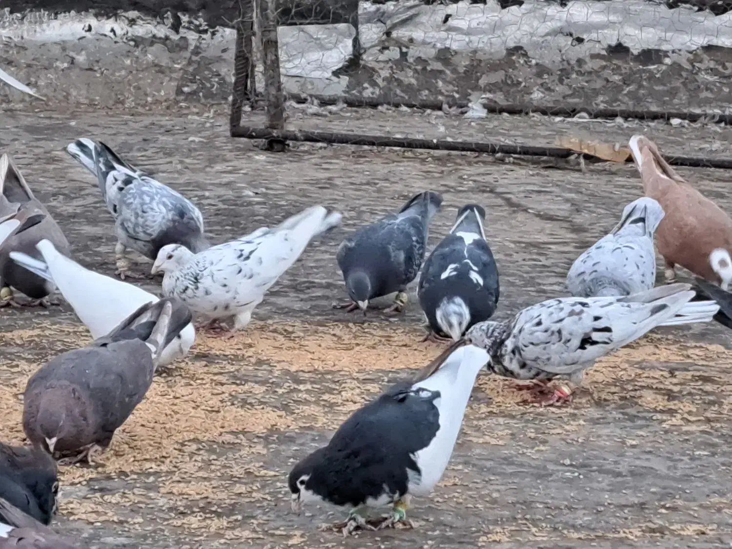 تعداد سنگین آجیل تاکستانن وسلام|پرنده|قزوین, |دیوار