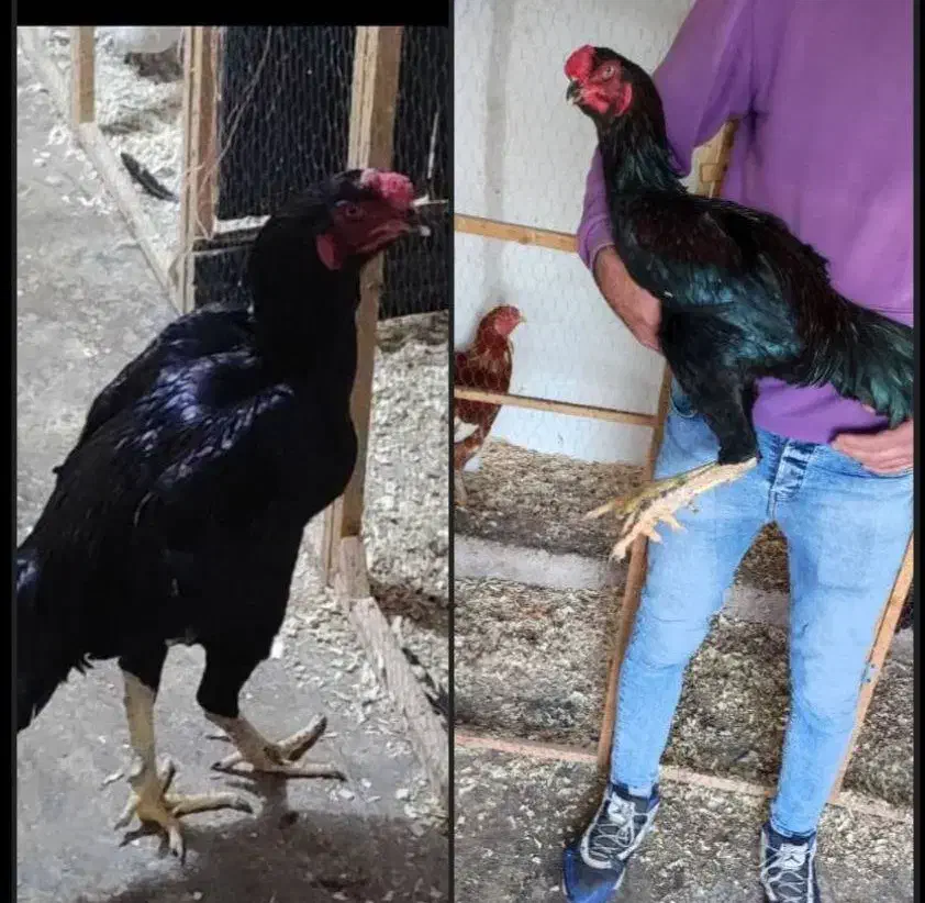 نداشتن جا برای رسیدگی لازم و نداشتن وقت کافی|حیوانات مزرعه|رودسر, |دیوار