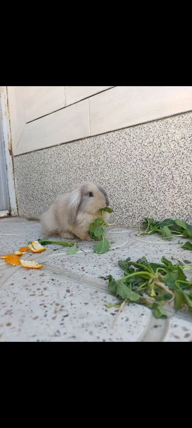 خرگوش لوپ|موش و خرگوش|قهدریجان, |دیوار