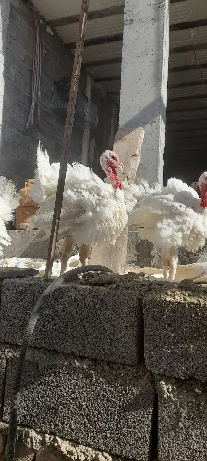 فروش بوقلمون|حیوانات مزرعه|صحنه, |دیوار