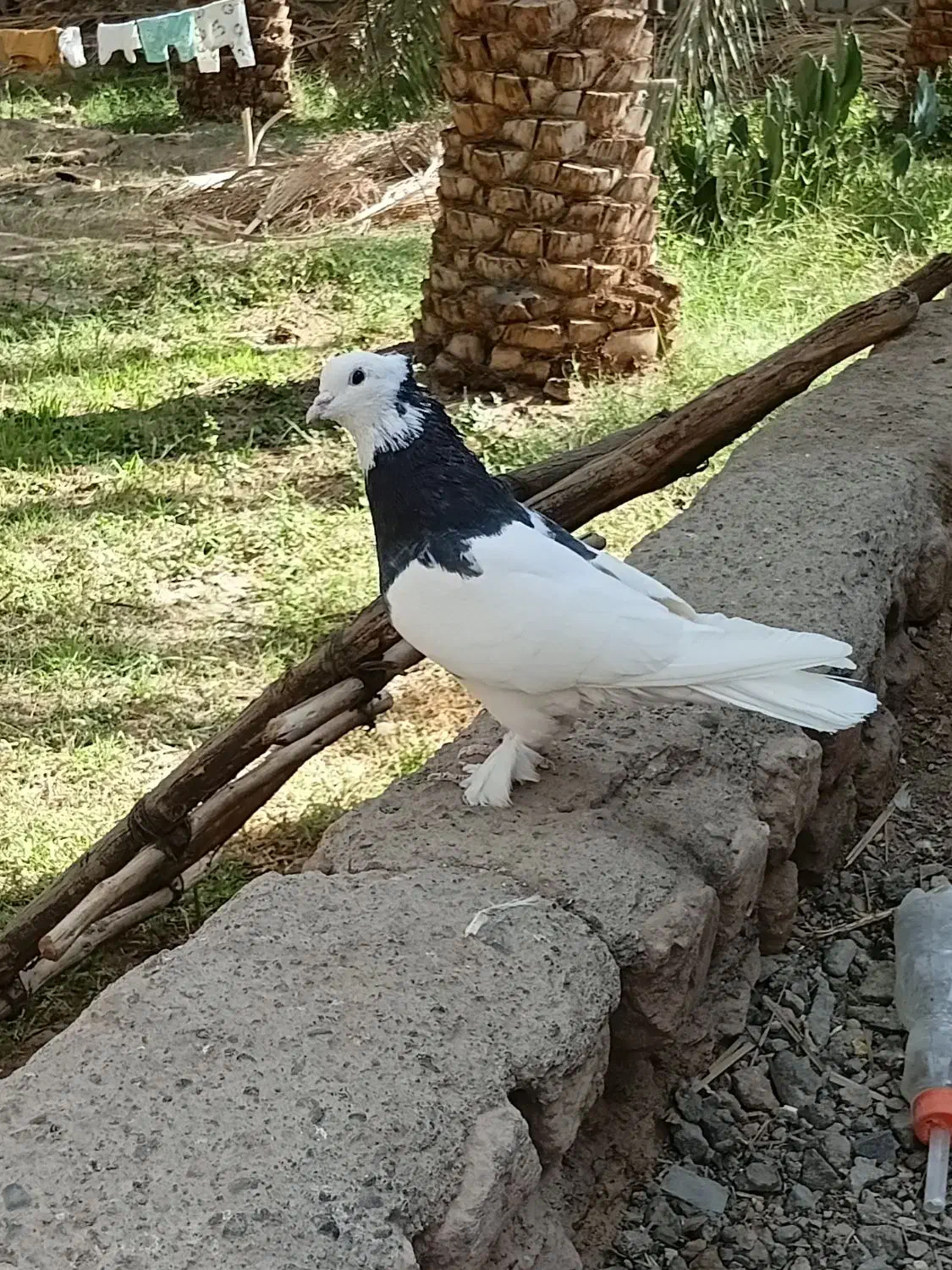 یک جفت  طوق سیاه با،یکن|پرنده|نرماشیر, |دیوار