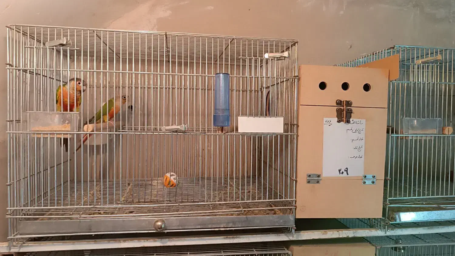 گرینچیک|پرنده|یزد, |دیوار