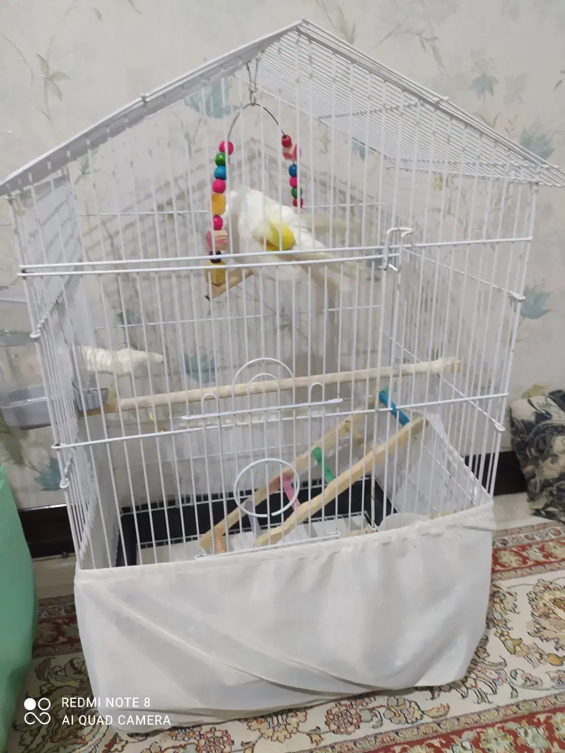 عروس هلندی سرحال وزییا|پرنده|فردیس, انبار نفت|دیوار