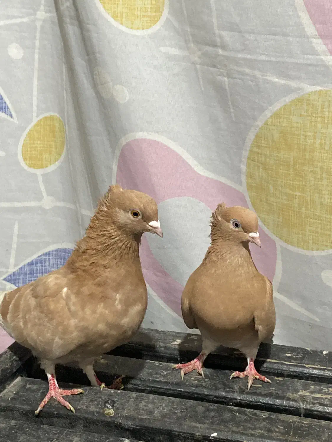 کبوتر زرد اجری|پرنده|پل سفید, |دیوار