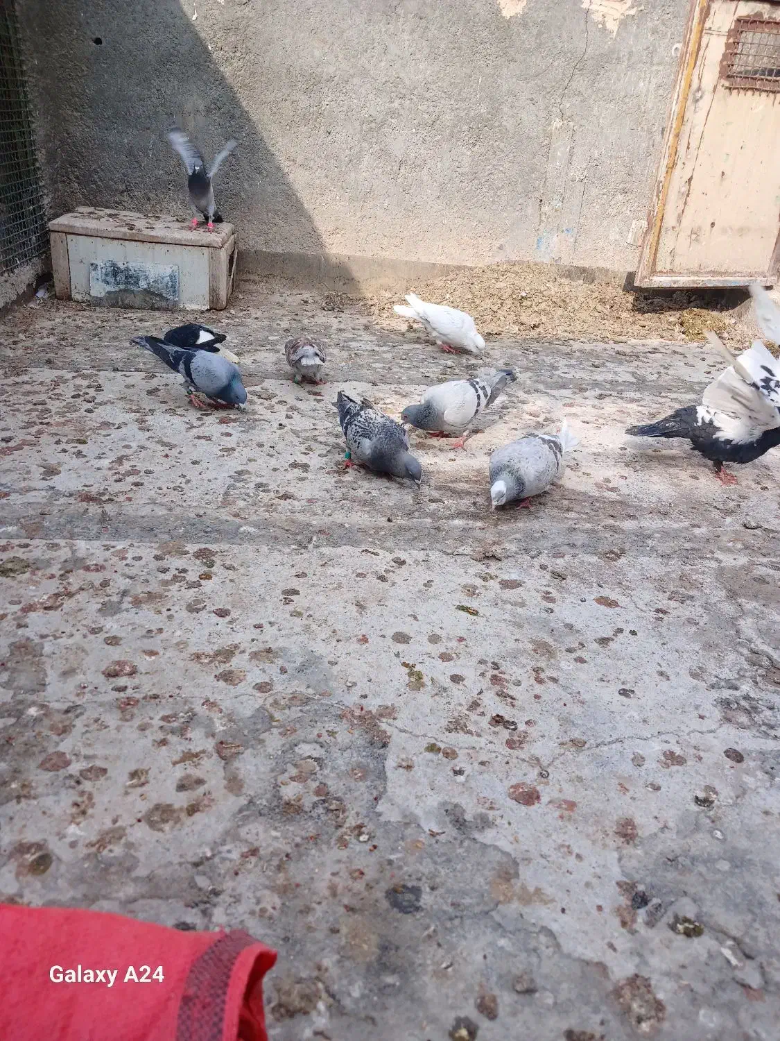 ۱۰تاصید|پرنده|مشهد, شهید قربانی|دیوار