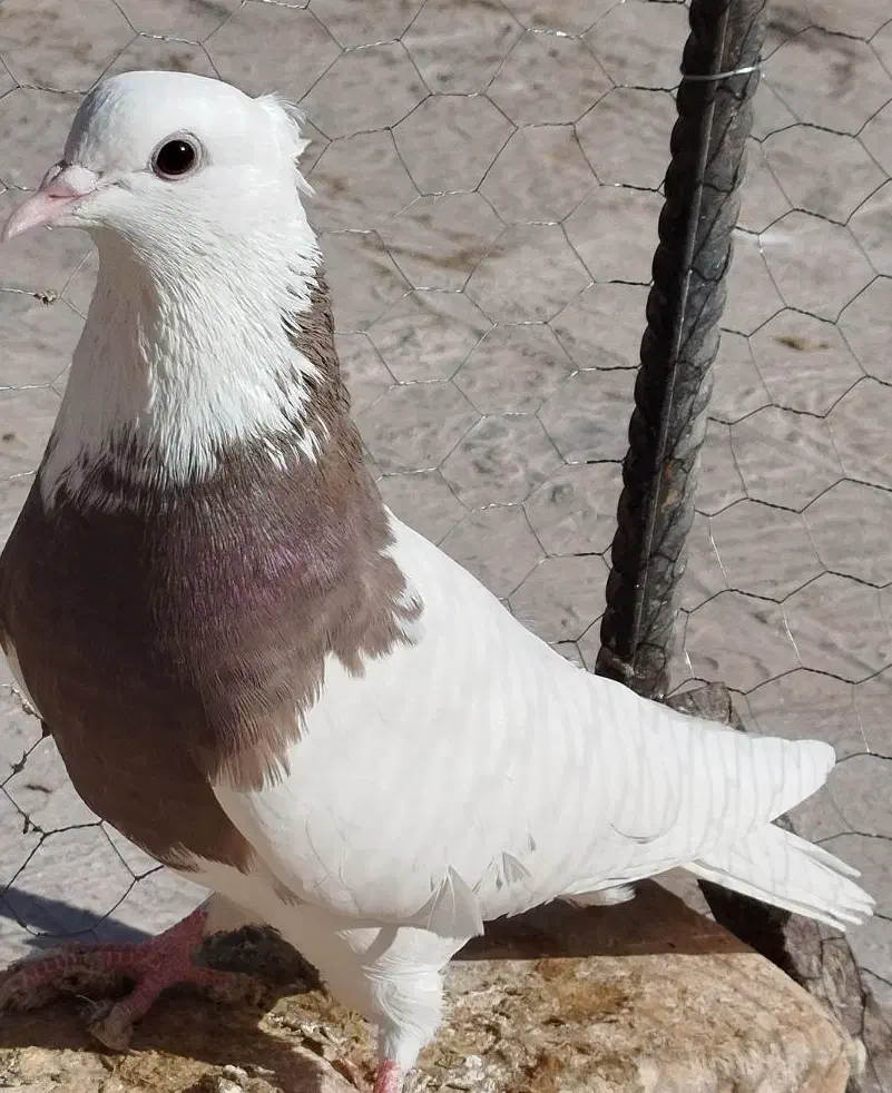 ک طوقی|پرنده|مبارکه, |دیوار