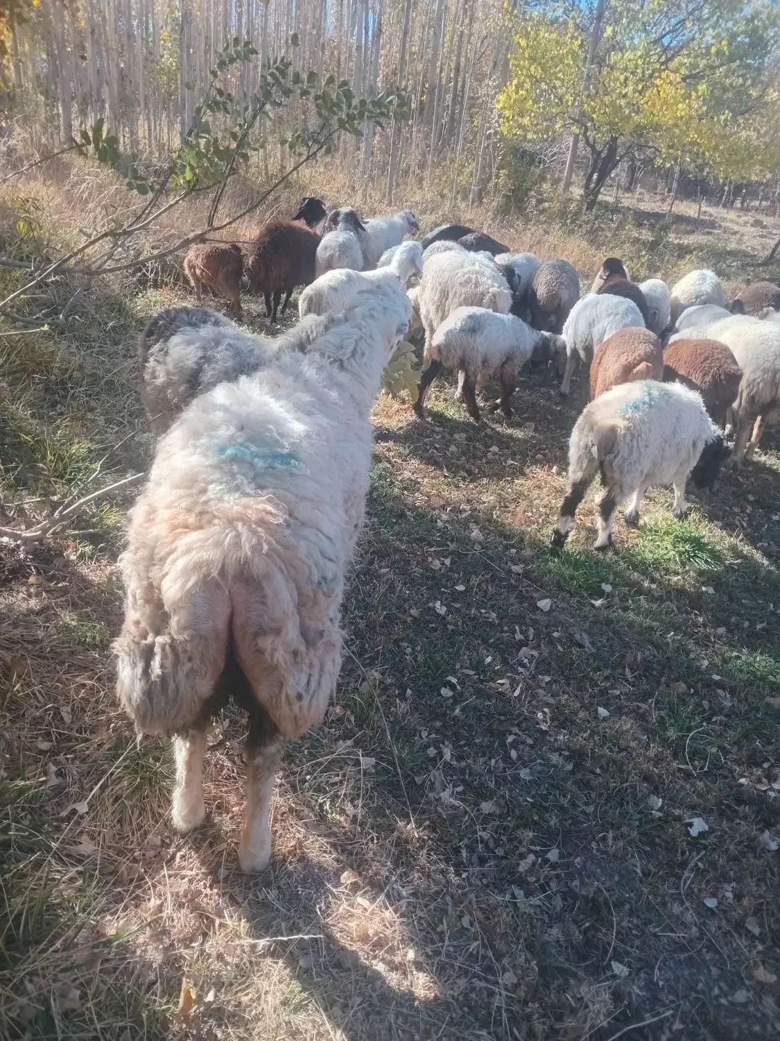 بره غوچ بختیاری|حیوانات مزرعه|راین, |دیوار